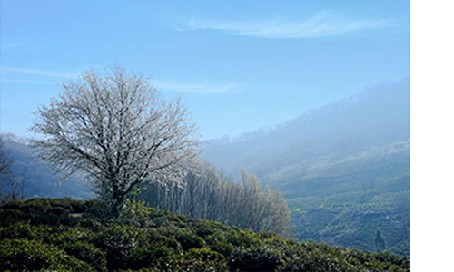 糖果派对官网-追求康健,你我一起生长